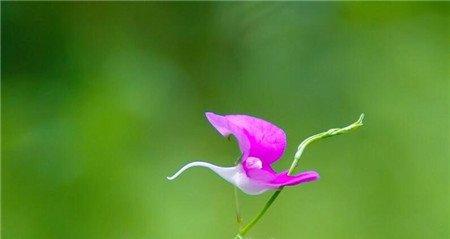 怎么给凤仙花施肥 怎么给凤仙花施肥