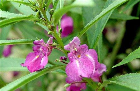 怎么给凤仙花施肥 怎么给凤仙花施肥