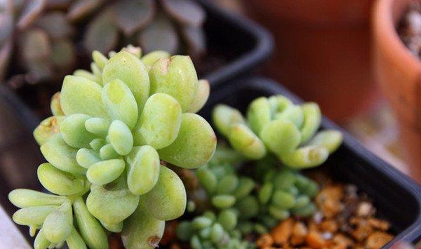 凝脂莲的四季养护方法