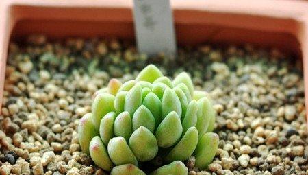 凝脂莲 凝脂莲