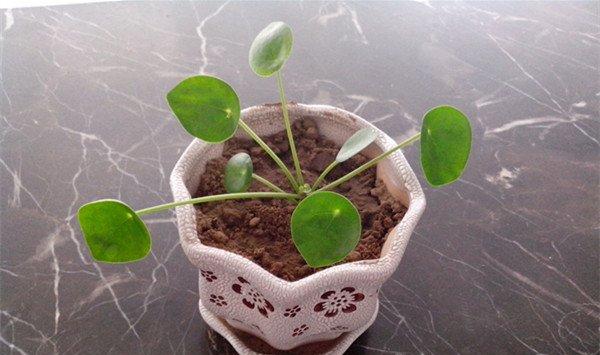 镜面草的水肥管理技巧