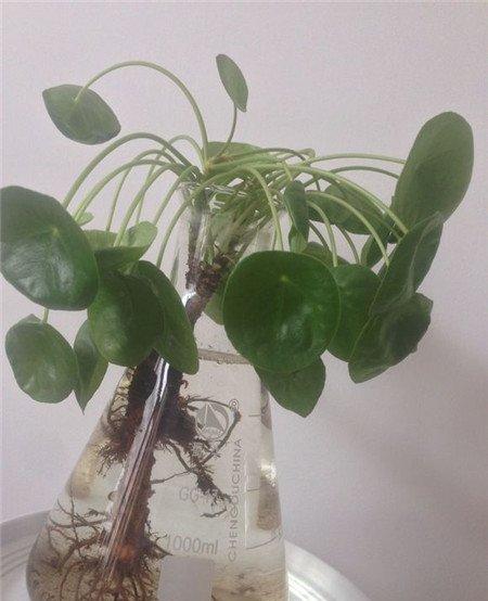 镜面草可以水培吗 镜面草可以水培吗