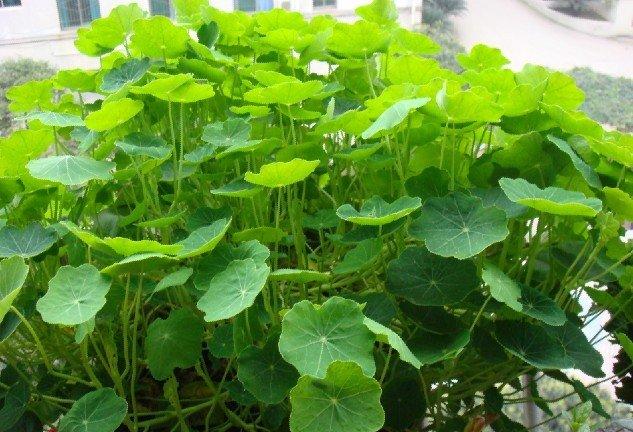 旱金莲怎么矮化