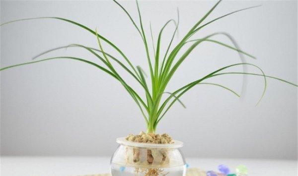 酒瓶兰可以水培吗