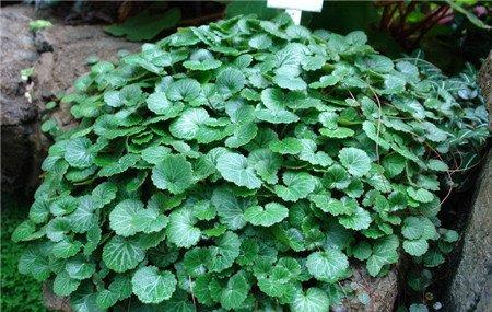 虎耳草怎么繁殖 虎耳草怎么繁殖