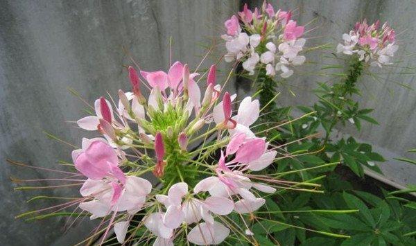 醉蝶花什么时候播种