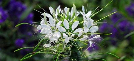 醉蝶花怎么扦插 醉蝶花怎么扦插