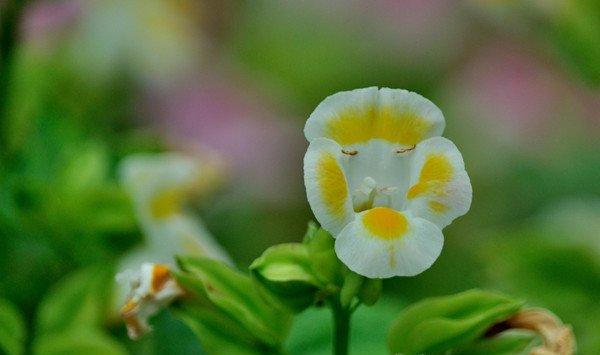 夏堇的四季养护