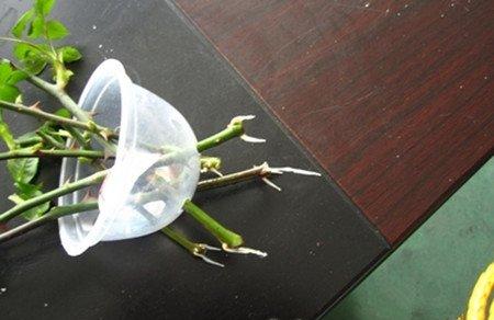 月季可以水培吗 月季可以水培吗