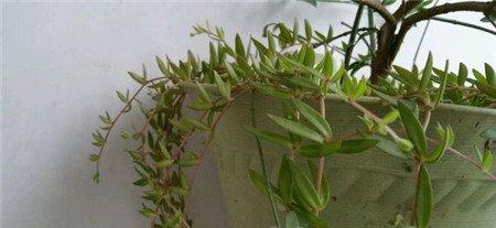 垂盆草冬季养护 垂盆草冬季养护