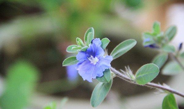 蓝星花如何扦插
