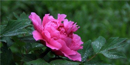 牡丹花花期养护方法 牡丹花花期养护方法
