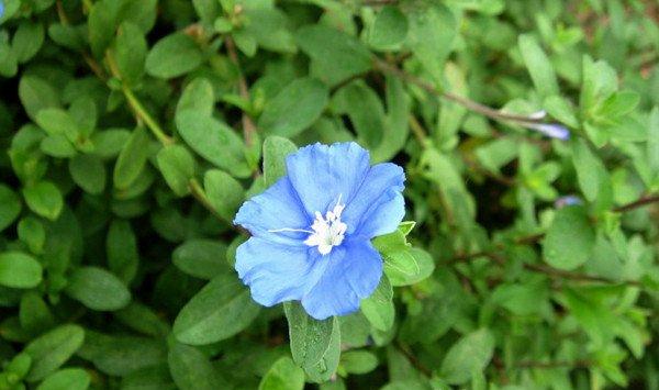 蓝星花的四季养护要点