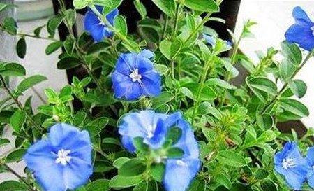 蓝星花播种后的管理 蓝星花播种后的管理