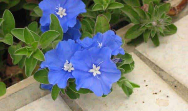 蓝星花怎么播种