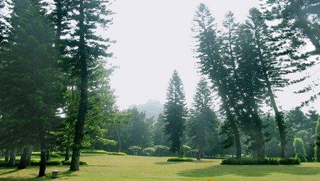 南洋杉根插：根插前的准备