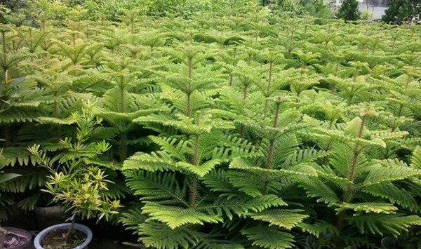 南洋杉怎样根插