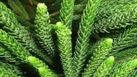 南洋杉的扦插繁殖