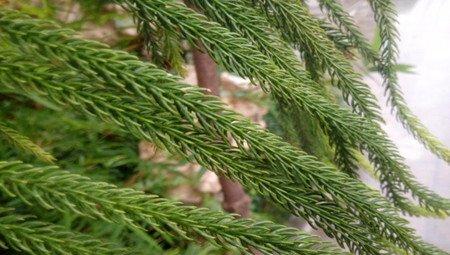 南洋杉的播种繁殖