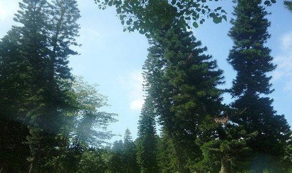 南洋杉的繁殖方法