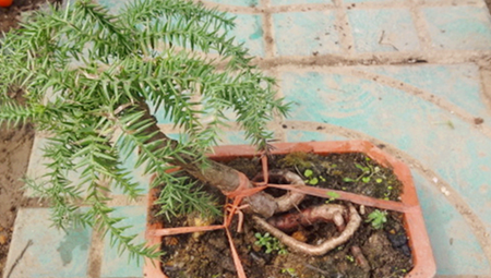 南洋杉繁殖的注意事项