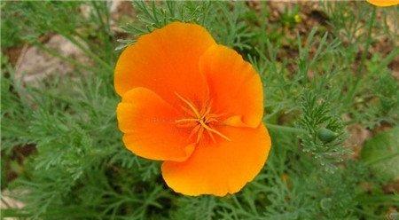 花菱草的繁殖方法 花菱草的繁殖方法