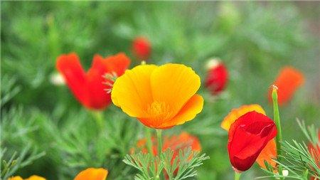 花菱草四季养护方法 花菱草四季养护方法