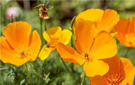 花菱草四季养护方法 花菱草四季养护方法