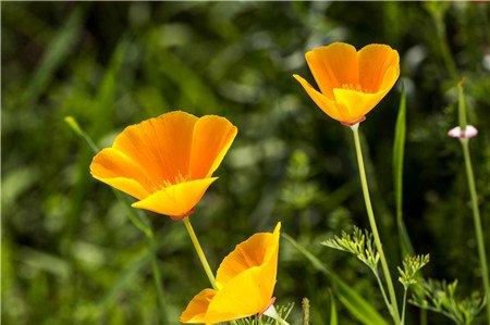 花菱草四季养护方法 花菱草四季养护方法