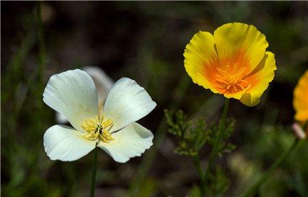 花菱草四季养护方法 花菱草四季养护方法