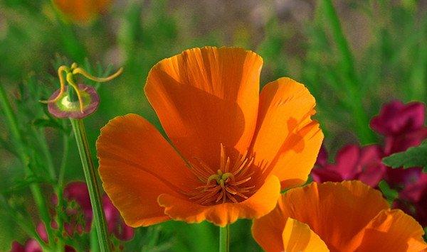 花菱草四季养护方法