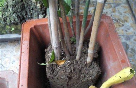昙花的换盆步骤 昙花的换盆步骤