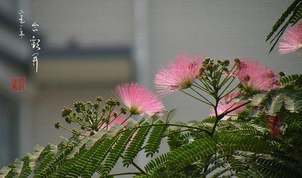 合欢花的移栽和管理