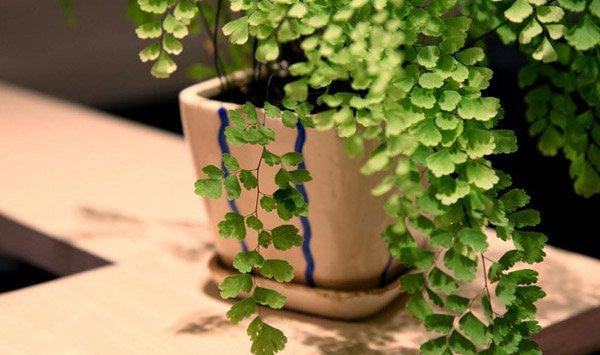 家庭阳台的花卉该怎么养护