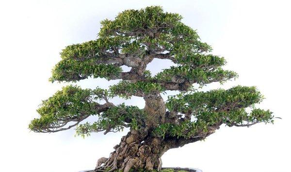 榕树盆景怎么嫁接
