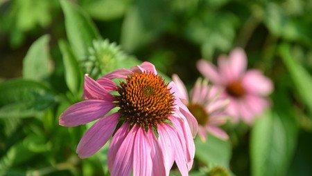 松果菊播种后的管理