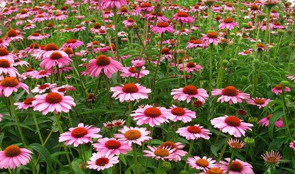 松果菊怎样播种