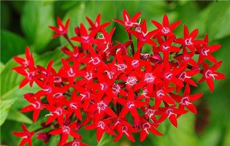 家庭养花方法9：受冻盆花复苏法