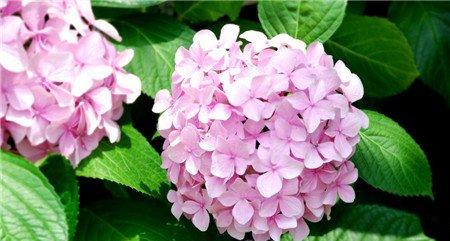 家庭养花方法12：绣球花变蓝