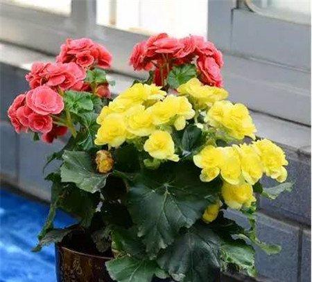 家庭养花方法3：为盆花收集有机肥