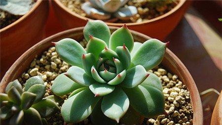 家庭养花方法6：灭花盆虫蚁二法