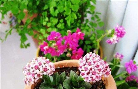 家庭养花方法8：调整开花时间