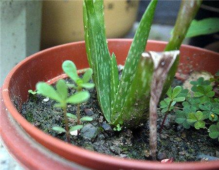家庭养花方法16：根除杂草法