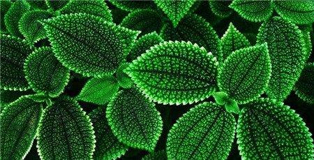 家庭养花方法13：植物上灰土清洗法