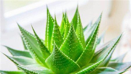 盆栽芦荟冬天防冻养殖的4个小方法 盆栽芦荟冬天防冻养殖的4个小方法