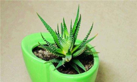 盆栽芦荟冬天防冻养殖的4个小方法 盆栽芦荟冬天防冻养殖的4个小方法