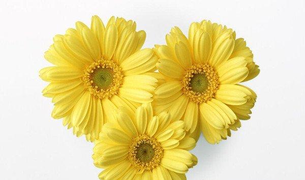 菊花如何室内越冬