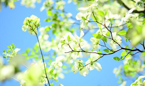 家庭养花浇水和日照小知识