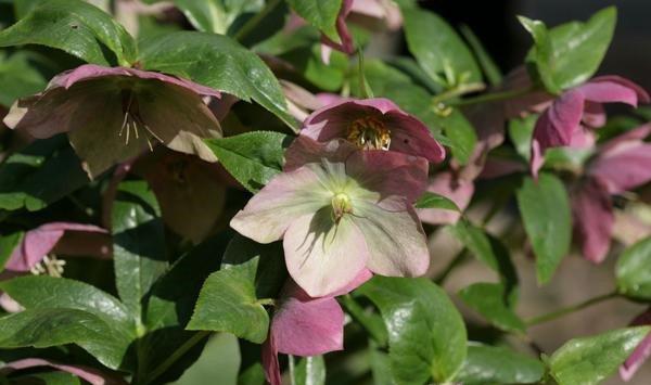 嚏根草的繁殖方法