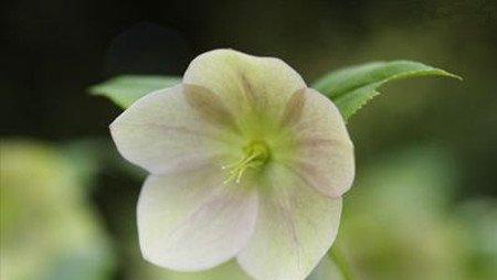 嚏根草的播种繁殖